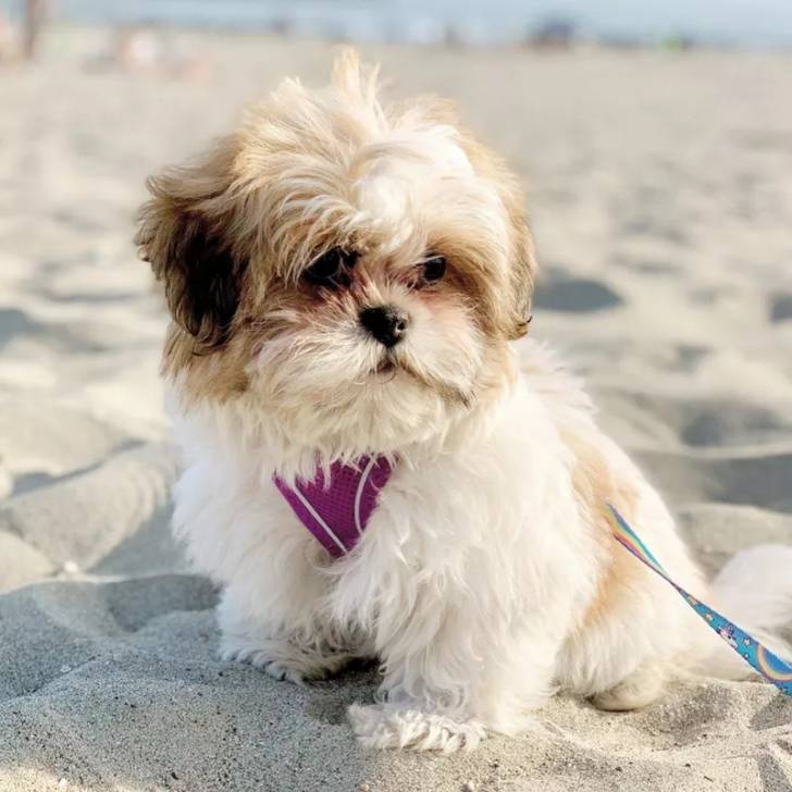 Gros plan d'un Silky Tzu assis sur une surface sableuse, portant un harnais qui est tenu en laisse