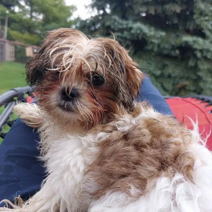 Un Silky Tzu au pelage tricolore, allongé et regardant la caméra