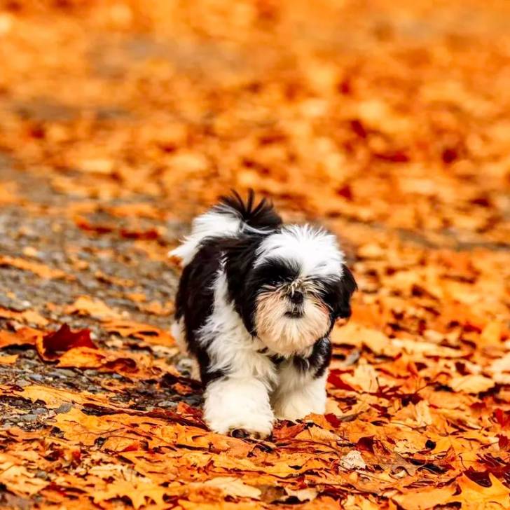 Gros plan d'un Silky Tzu au pelage tricolore, marchant sur un terrain remplie de feuilles mortes