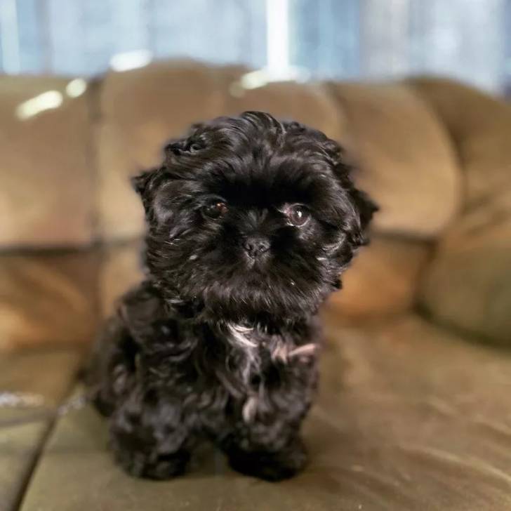 Gros plan d'un Silky Tzu au pelage bicolore, assis sur un canapé et regardant la caméra