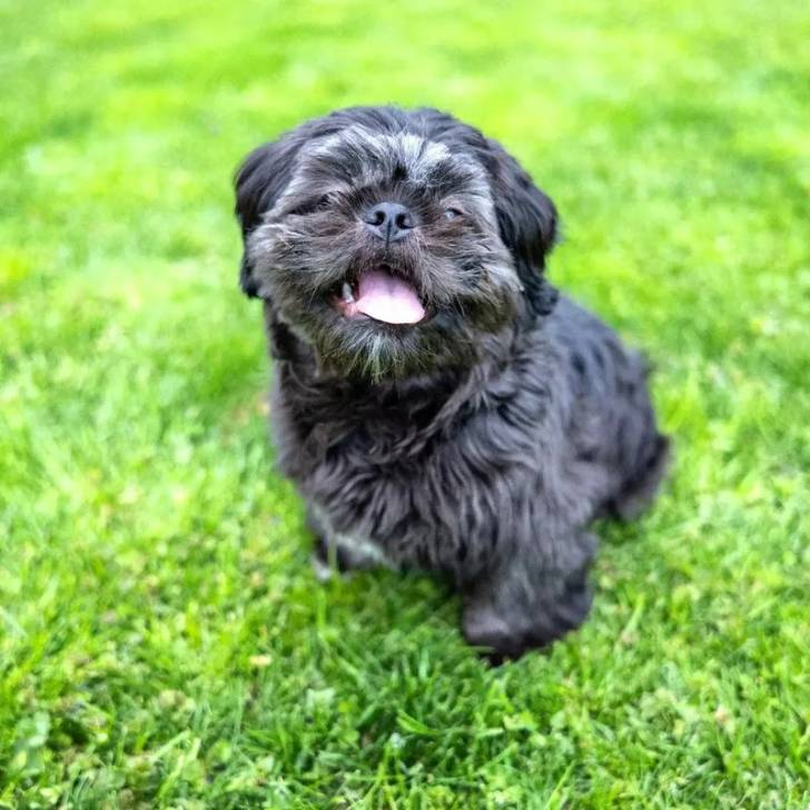 Gros plan d'un Silky Tzu au pelage noir, assis sur un terrain verdoyant et tirant légèrement la langue