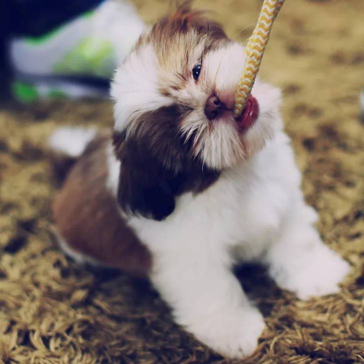 Gros plan d'un Silky Tzu au pelage tricolore, tenant une corde dans sa gueule
