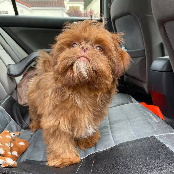 Un Silky Tzu au pelage bicolore, debout sur la banquette arrière d'un véhicule