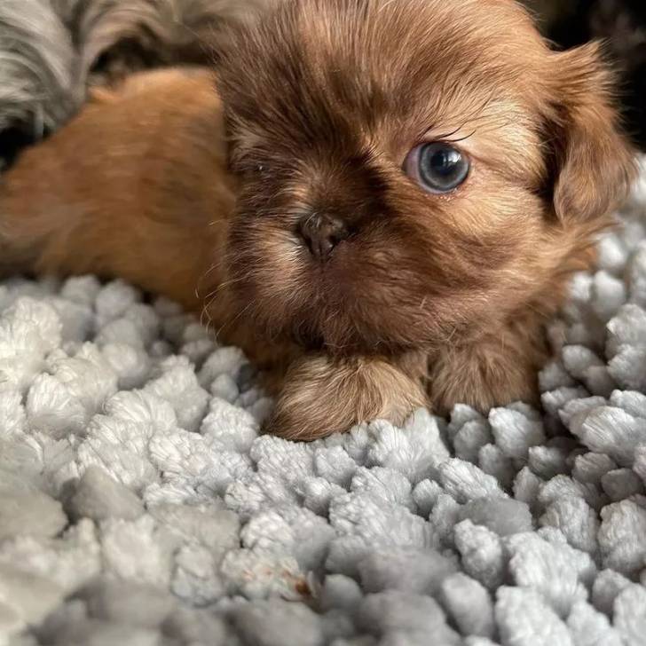 Un Silky Tzu au pelage bicolore, allongé sur un tapis et regardant la caméra 