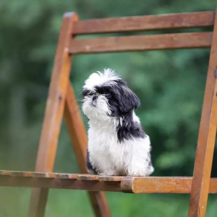 Gros plan d'un Silky Tzu au pelage bicolore, assis sur une chaise