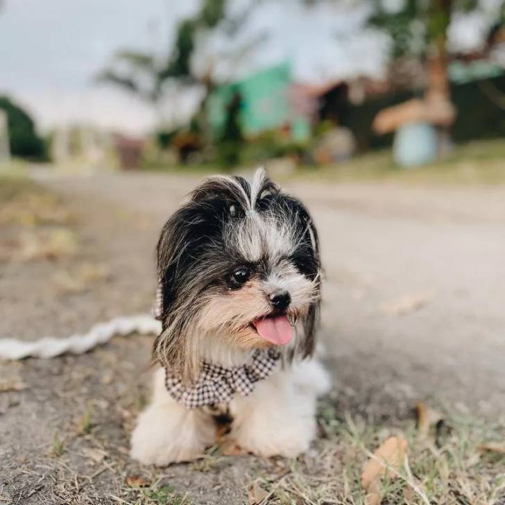 Gros plan d'un Silky Tzu au pelage tricolore  allongé sur une surface sableuse, et portant un foulard au cou