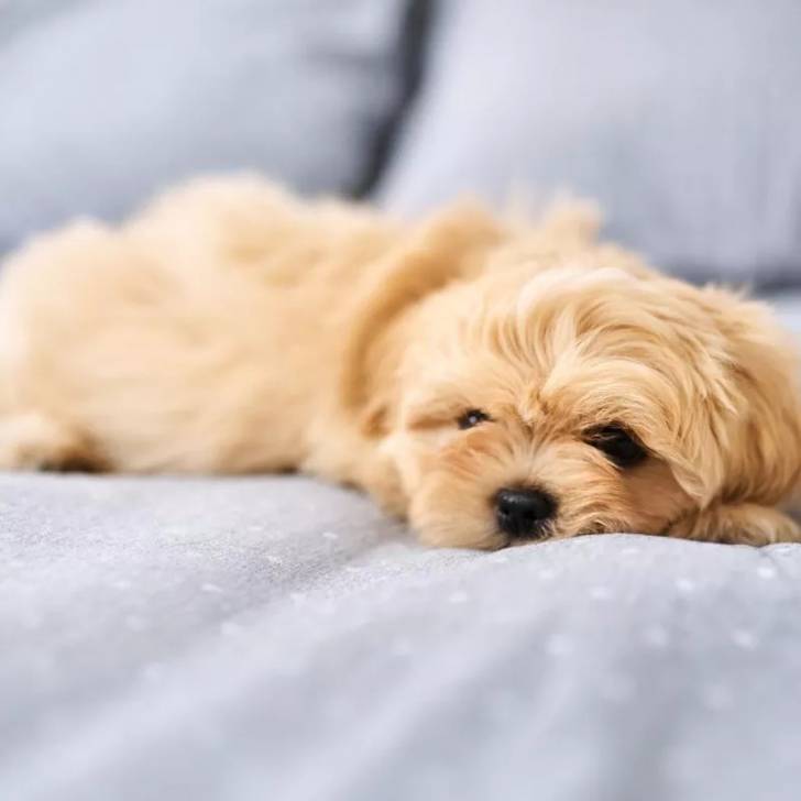 Un Silky Tzu au pelage unicolore, allongé dans un canapé et regardant la caméra