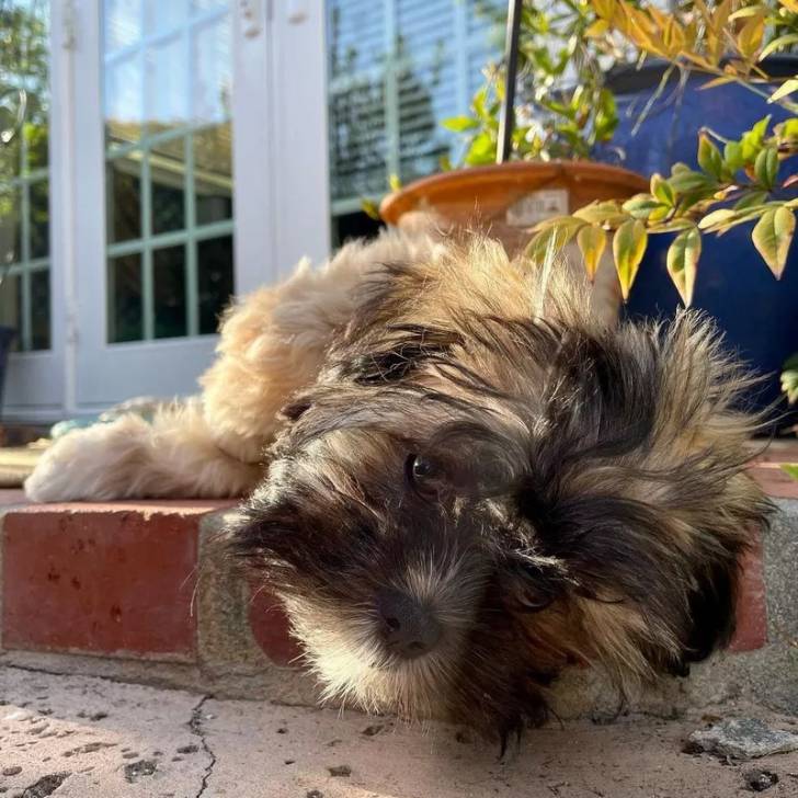 Un Silky Tzu au pelage tricolore, allongé sur une terrasse et regardant la caméra