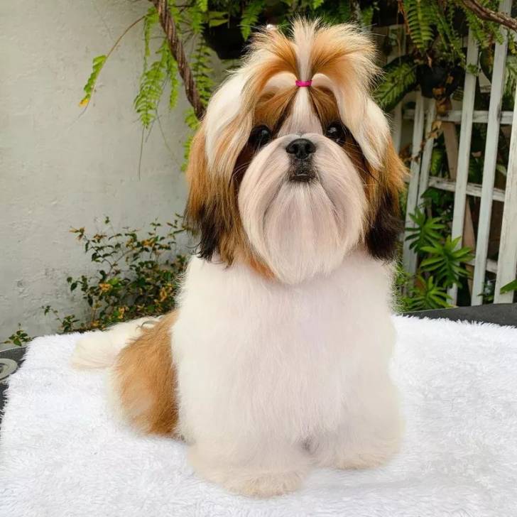 Un Silky Tzu au pelage tricolore, assis sur une couverture blanche et regardant la caméra