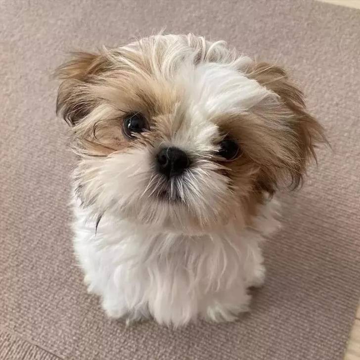 Un Silky Tzu au pelage bicolore, assis sur un tapis et regardant la caméra de haut