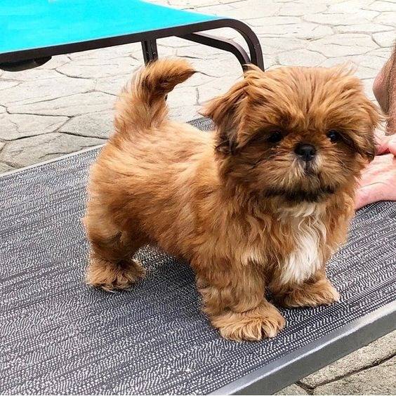 Un Silky Tzu au pelage bicolore, debout sur un brancard et regardant la caméra
