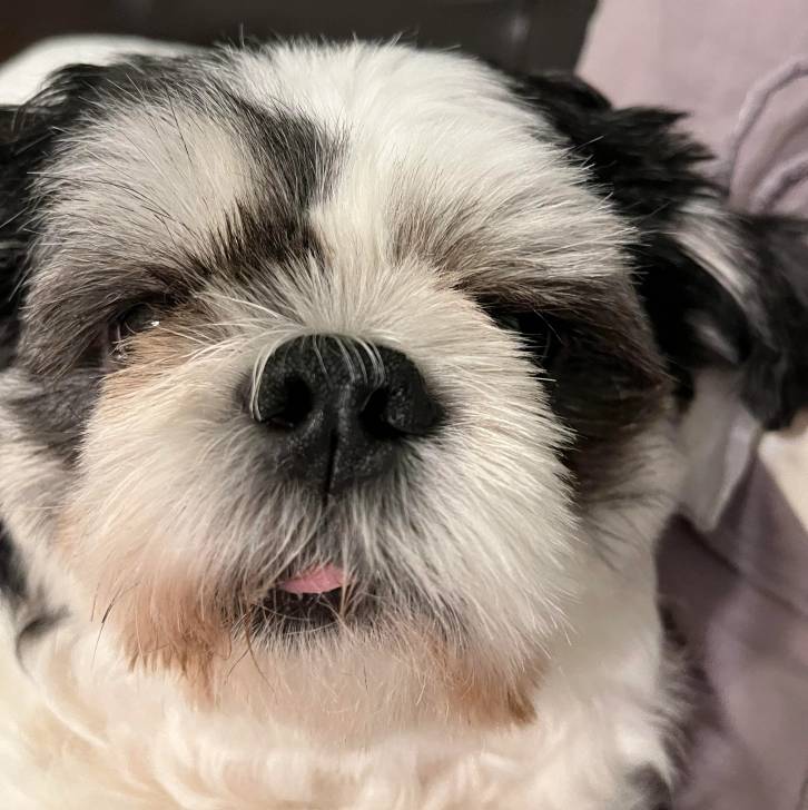 Un Silky Tzu au pelage tricolore, regardant la caméra et ayant la gueule légèrement ouverte