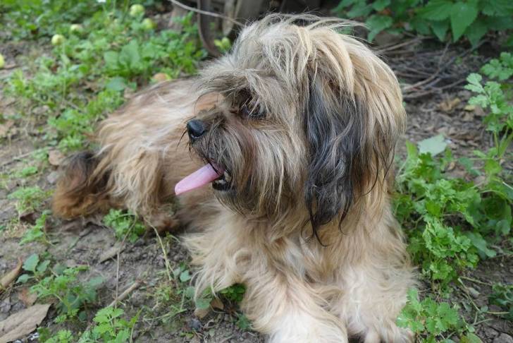 Un Silky Tzu allongé sur une surface herbacée et tirant la langue