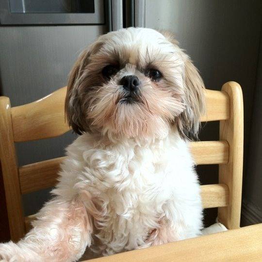 Un Silky Tzu au pelage bicolore, assis sur une chaise et regardant la caméra
