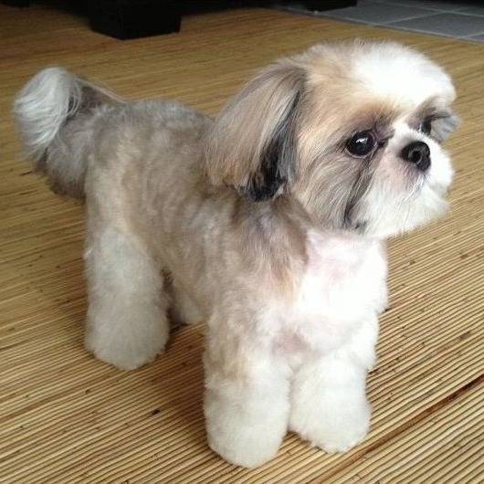 Un Silky Tzu au pelage tricolore, debout un plancher en bois.