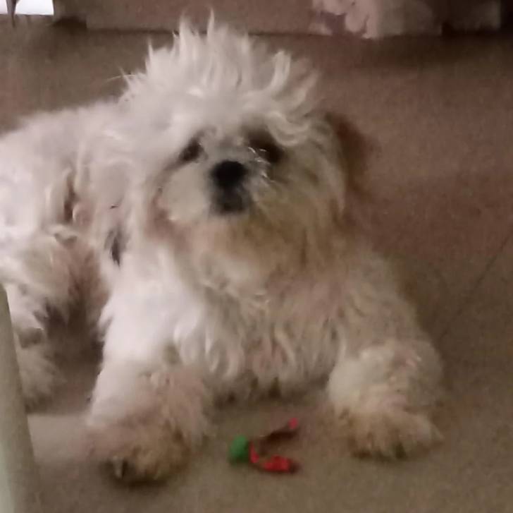 Un Silky Tzu au pelage bicolore, allongé sur un sol carreler et regardant la caméra