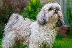 Un Silky Tzu au pelage bicolore, dans un jardin