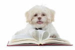 Un Silky Tzu portant un collier au cou et allongé devant un livre