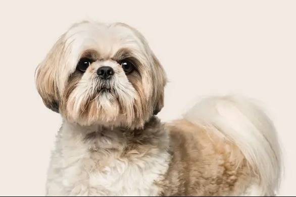 Plan large d'un Silky Tzu au pelage bicolore, regardant vers la caméra