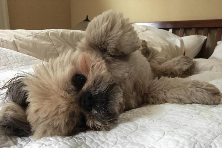 Un Silky Tzu au pelage bicolore, allongé sur un lit et semblant jouer