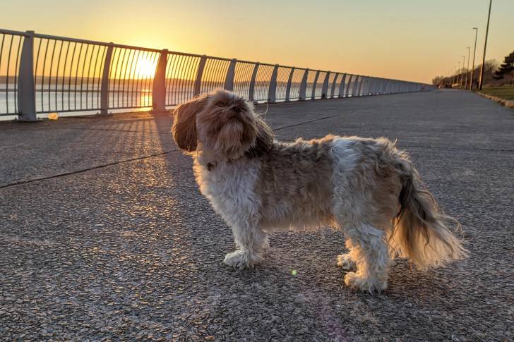 Un Silky Tzu sur une voie bitumée et portant un collier au cou