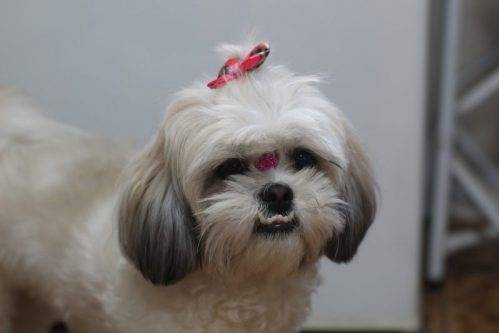 Un Silky Tzu portant un noeud sur la tête et montrant ses crocs