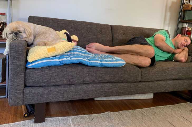 Un Silky Tzu au pelage bicolore, allongé sur un coussin dans un canapé et semblant dormir