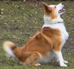 Viky of Nordic Island - Berger d'Islande (10 ans)