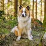 Vaskur - Berger d'Islande Mâle (8 mois)