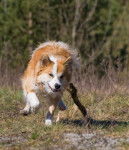 Photo Berger d'Islande