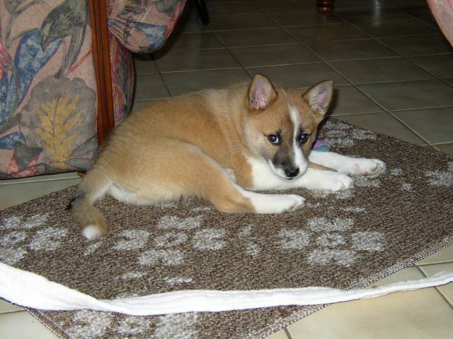 Tikitak - Berger d'Islande Femelle (5 mois)