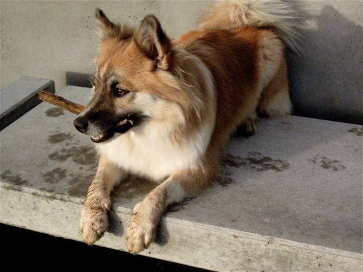 Photo Berger d'Islande