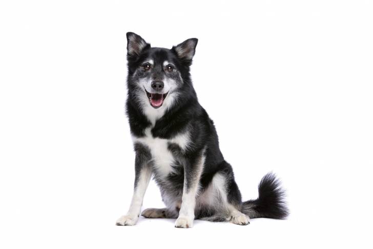 Photo Berger d'Islande