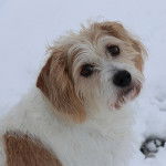 Un Tzu Basset dans la neige