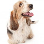 Un Tzu Basset &agrave; poil long avec une combinaison de couleurs blanc, noir et brun