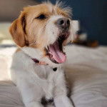 Un tzu basset &agrave; poils blancs avec des taches noires et brunes, notamment sur les oreilles et le dos