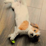 Un Tzu Basset de pelage blanc allonger sur un sol carreler et semble tenir un jouet entre les pattes