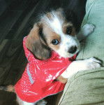 Un Tzu Basset debout sur un sol en bois et porte un habit rouge sur le corp il semble d&eacute;tendu