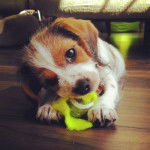 Un Tzu Basset de pelage blanc et marron allong&eacute; en tenant un jouet dans la gueule