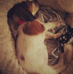 Un Tzu Basset de pelage blanc et marron allong&eacute; et semble endormi