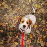 Un Tzu Basset de pelage blanc et kaki assis sur des feuilles mortes et tenue par une laisse