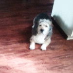 Un Tzu Basset de pelage bicolore allong&eacute; sur un sol en bois et semble d&eacute;tendu