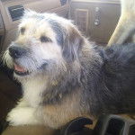 Un Tzu Basset de pelage tricolore allong&eacute; sur un si&egrave;ge tirant la langue hors de sa gueule 