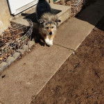 Un Tzu Basset de pelage marron et blanc sur un sol en b&eacute;ton et semble d&eacute;tendu