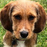 Un Tzu Basset de pelage kaki et blanc assis et porte un collier autour du cou