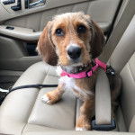 Un Tzu Basset de pelage kaki assis sur un si&egrave;ge et porte une laisse rose