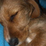 Un Tzu Basset de pelage kaki allong&eacute; et qui semble endormi