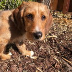 Un Tzu Basset de pelage kaki debout sur des feuilles mortes et regarde la cam&eacute;ra 