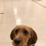 Un Tzu Basset de pelage marron assis sur un sol carreler et semble apaiser