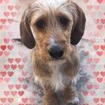 Un Tzu Basset de pelage kaki et blanc assis sur un sol carreler et semble d&eacute;tendu